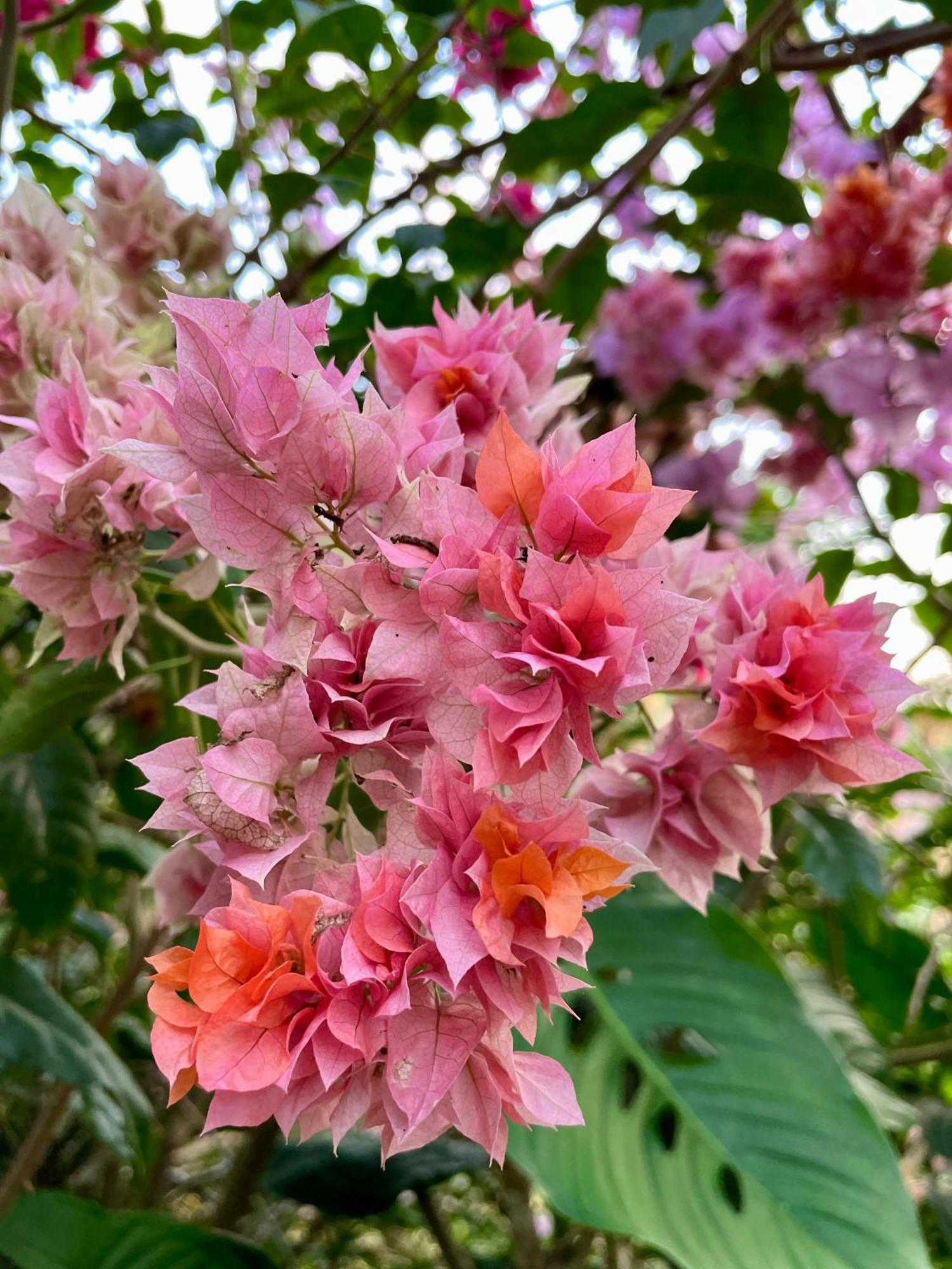 Casa Paraiso Tropical 파리타 외부 사진